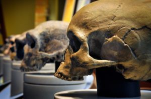 La historia completa de cómo los humanos evolucionaron desde los grandes