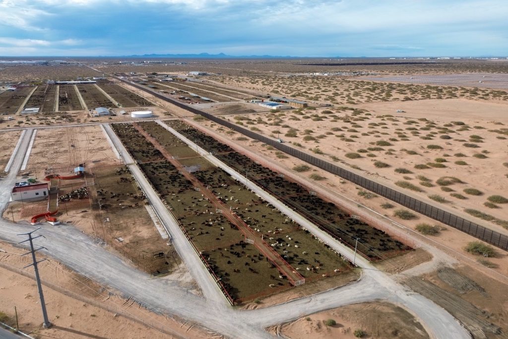 Un parásito que come ganado es arrastrando al norte hacia los Estados Unidos