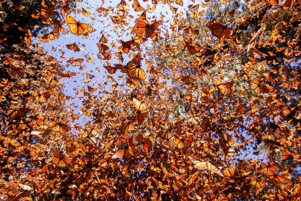 Cambio Climático está destruyendo el hábitat de invierno de las mariposas monarcas